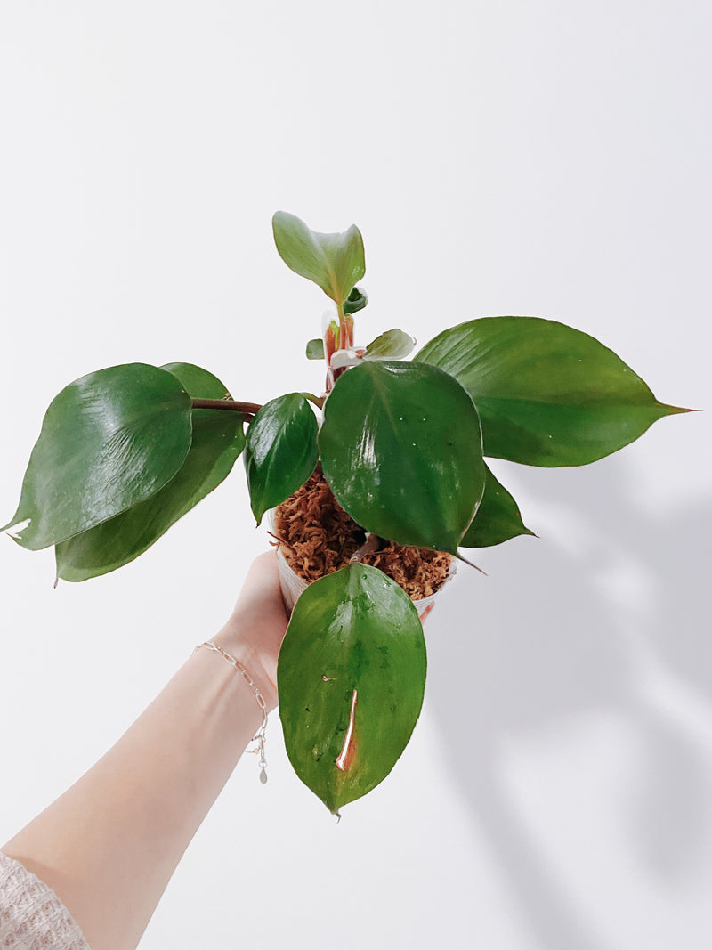 Philodendron White Knight