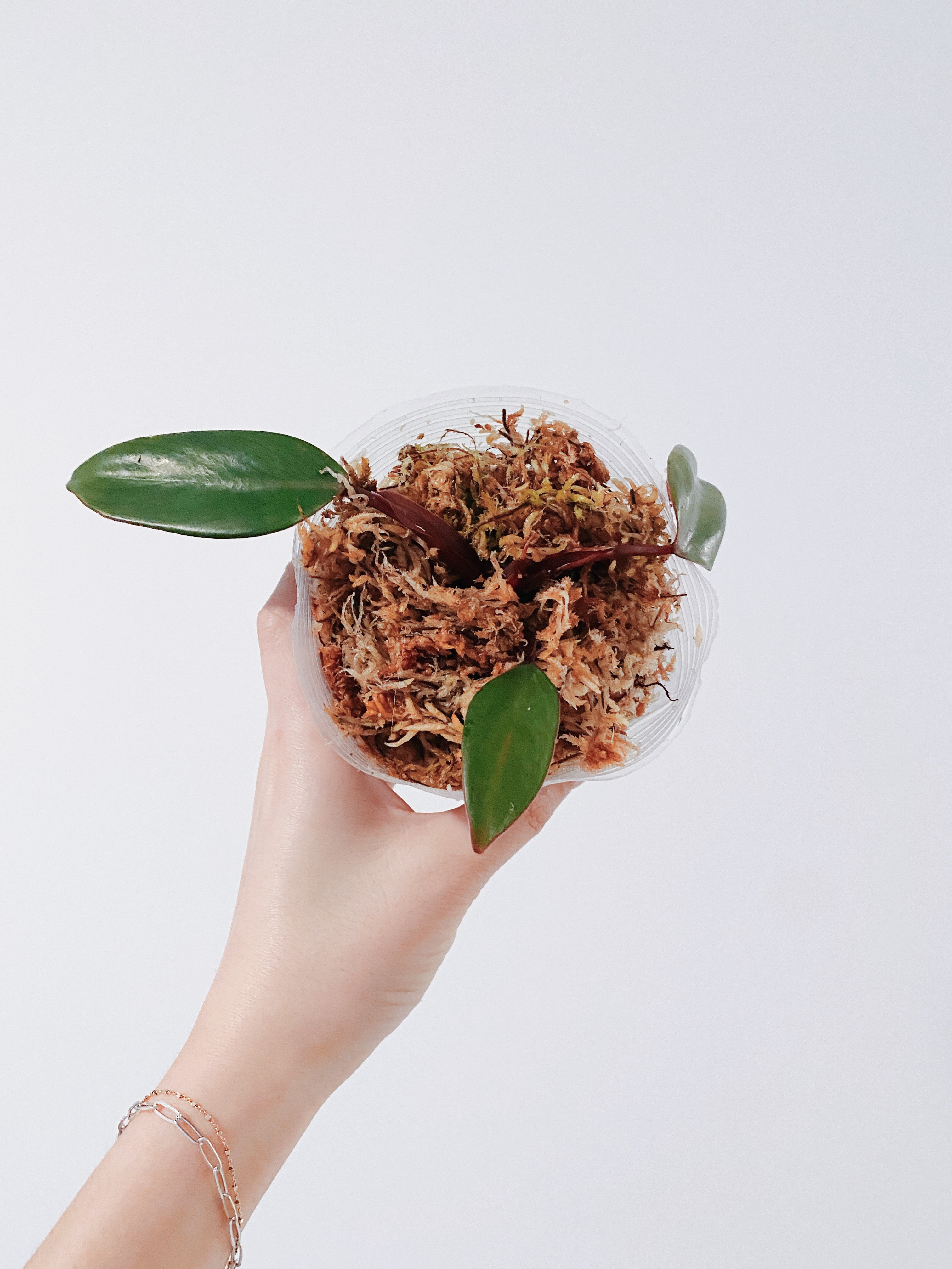 Reverted Philodendron Strawberry Shake