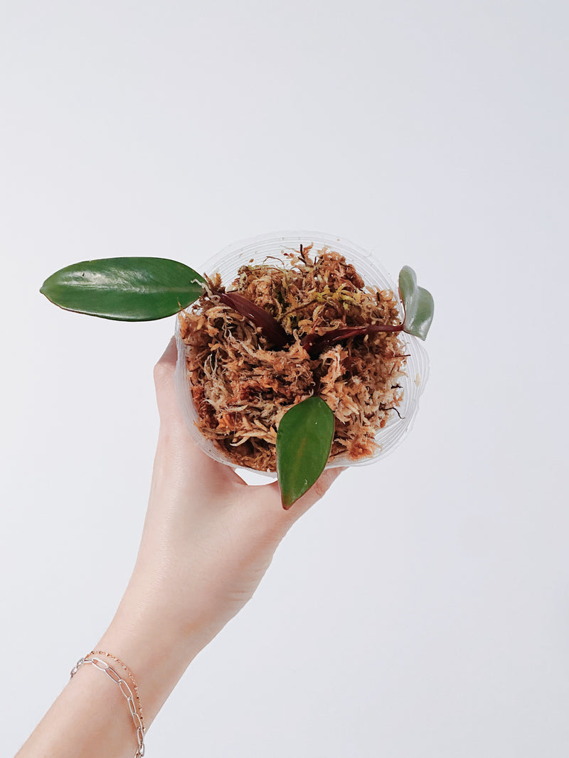 Reverted Philodendron Strawberry Shake