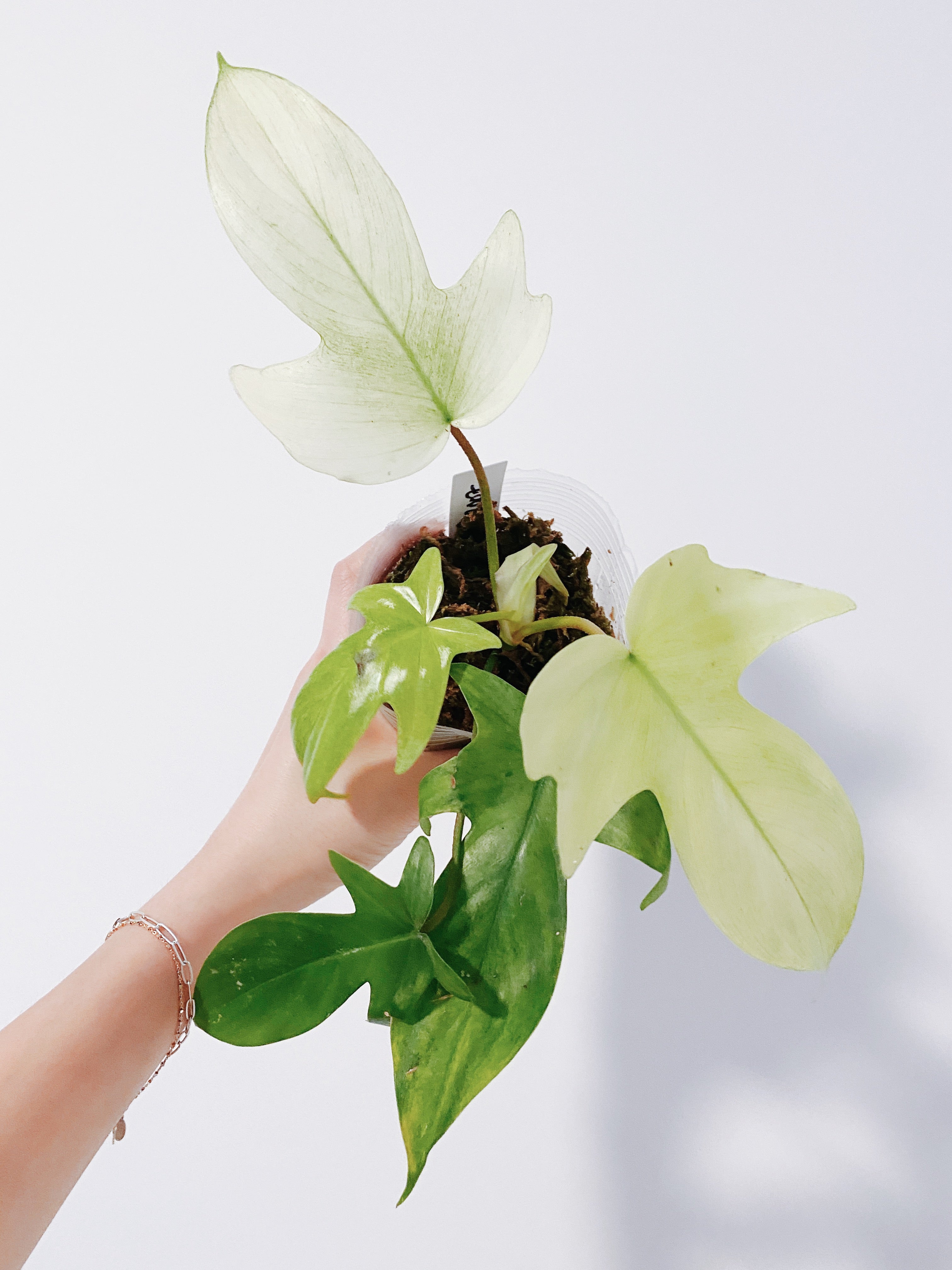 Philodendron Florida Ghost Mint
