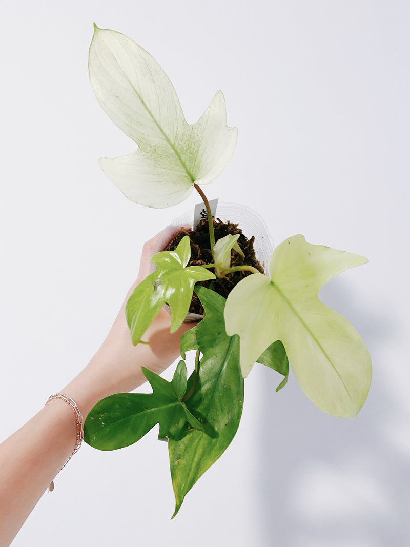 Philodendron Florida Ghost Mint