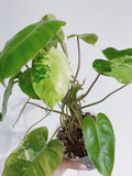 Philodendron Burle Marx Variegated