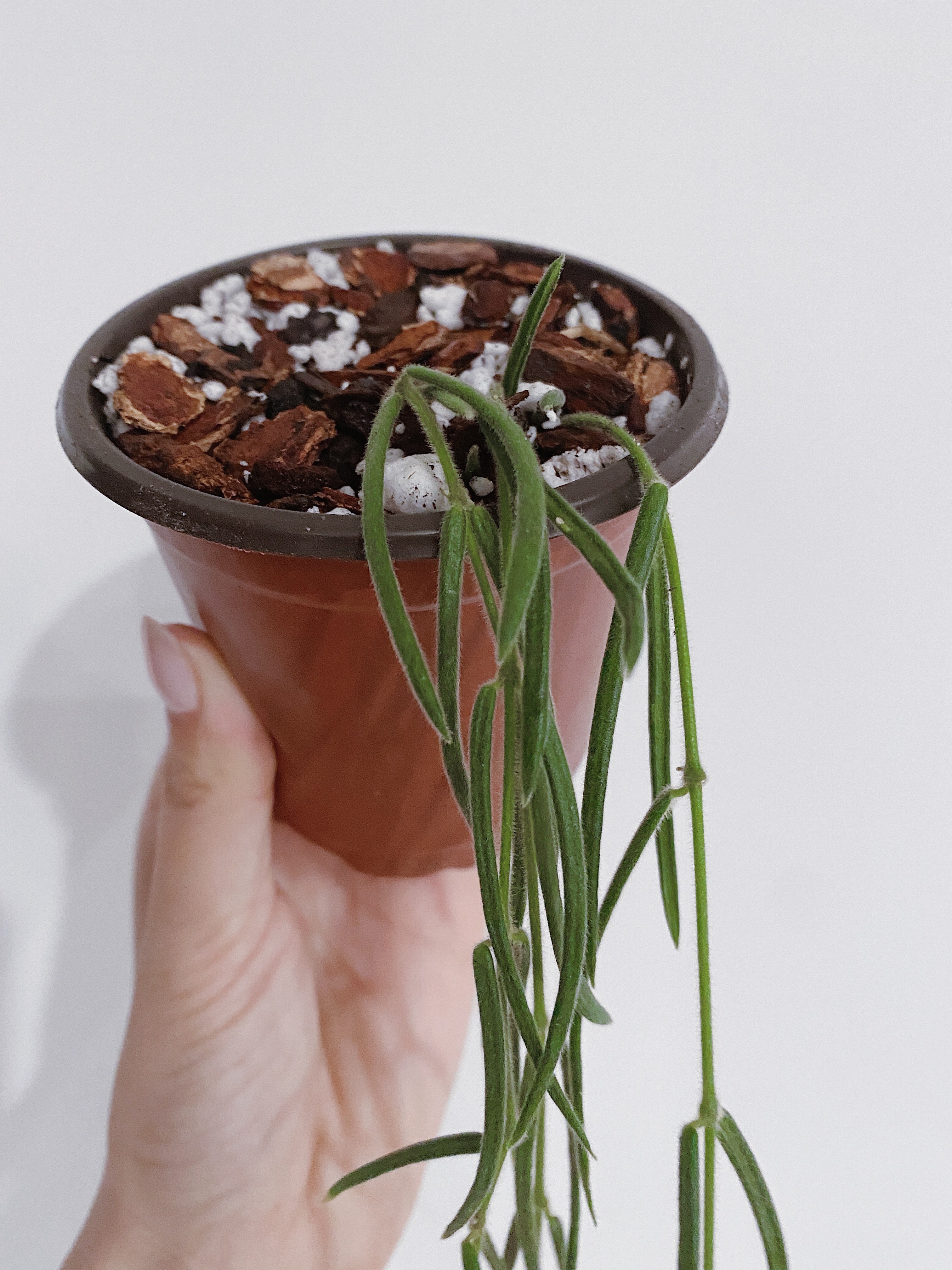 Hoya Linearis