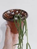 Hoya Linearis