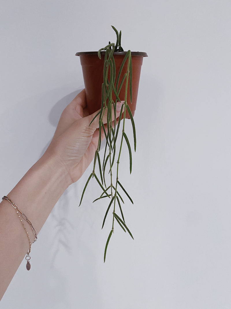 Hoya Linearis