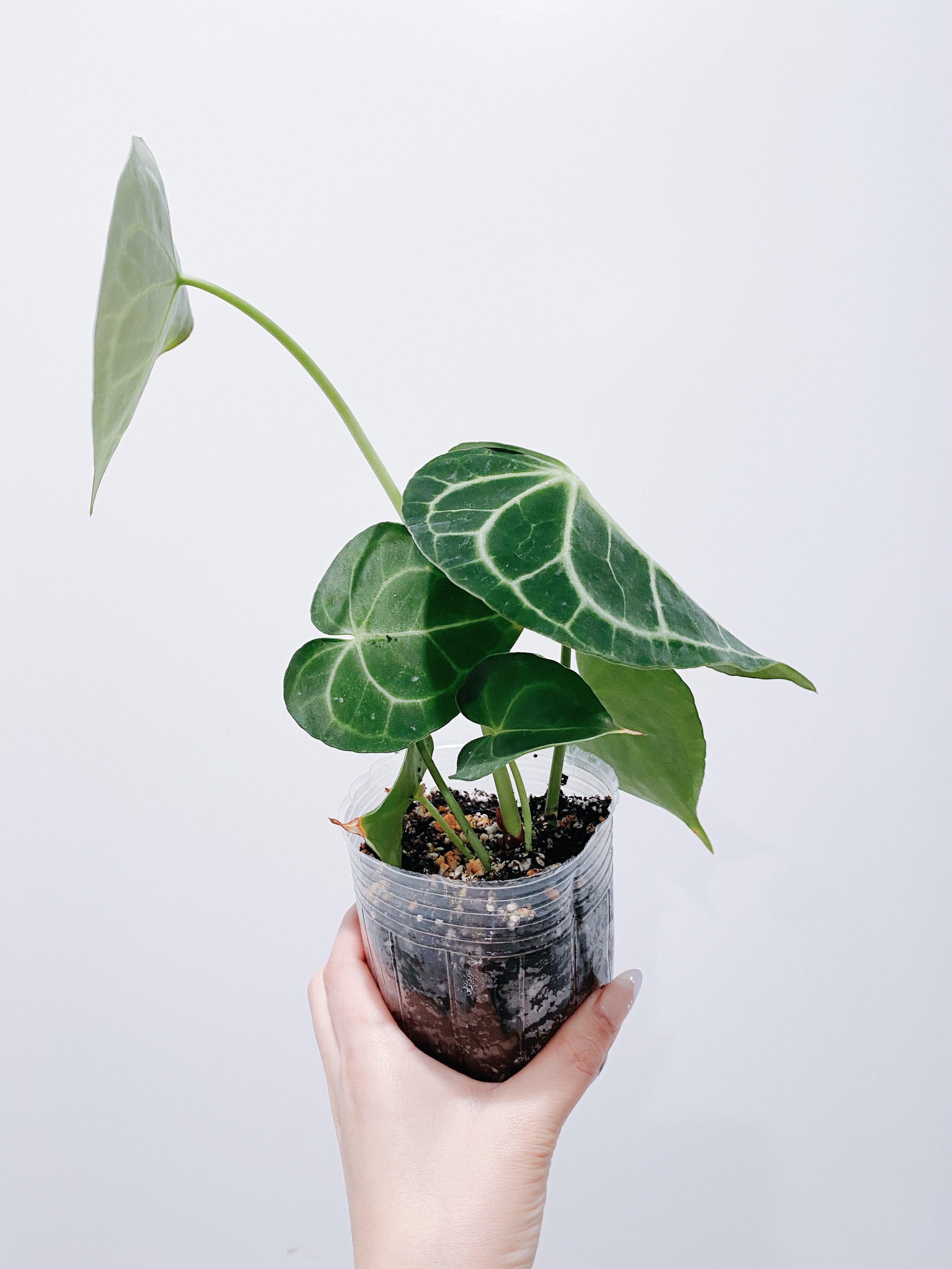 Anthurium Clarinervium