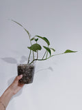 Epipremnum Pinnatum Variegated