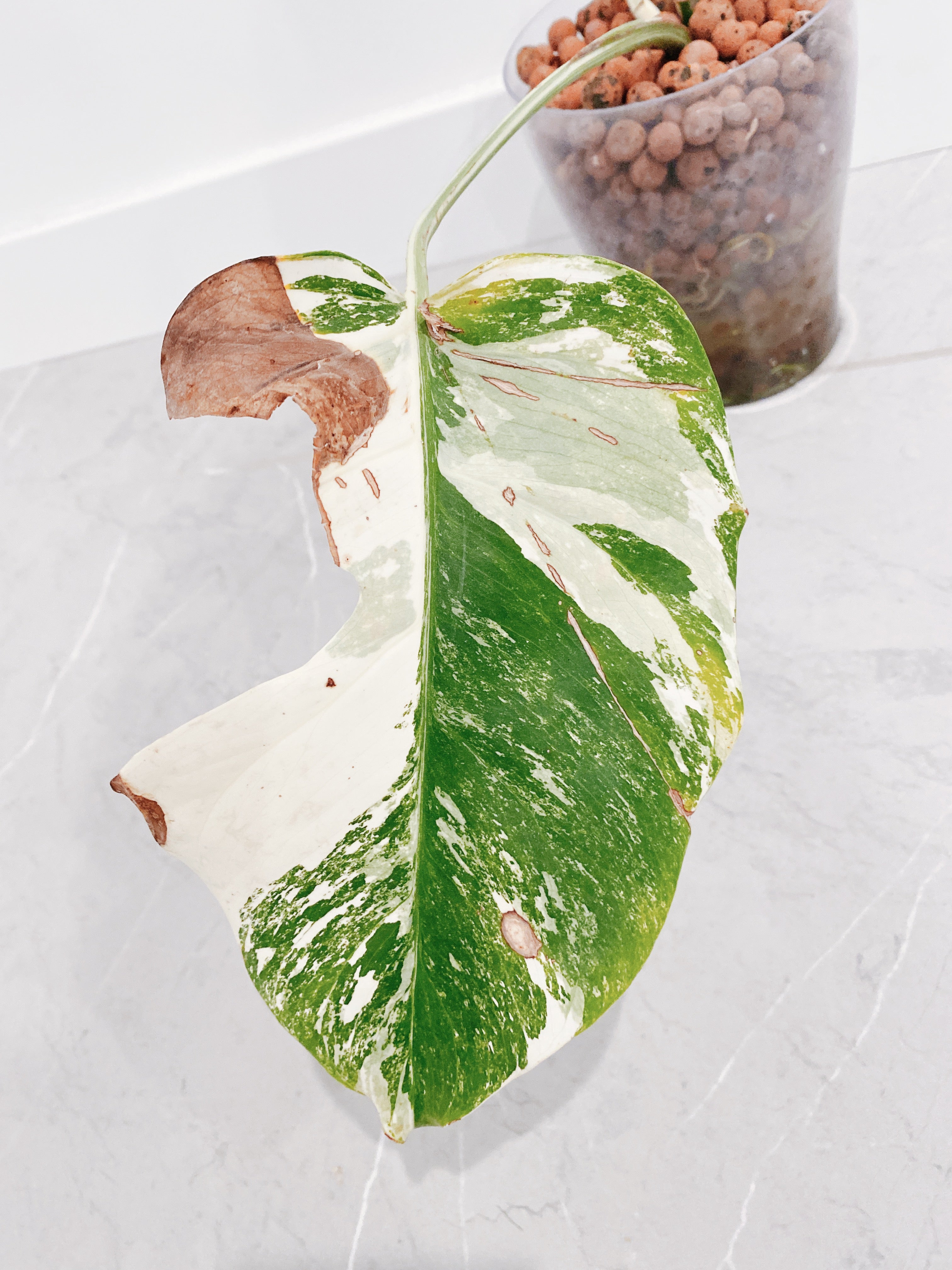 Monstera Albo Borsigiana
