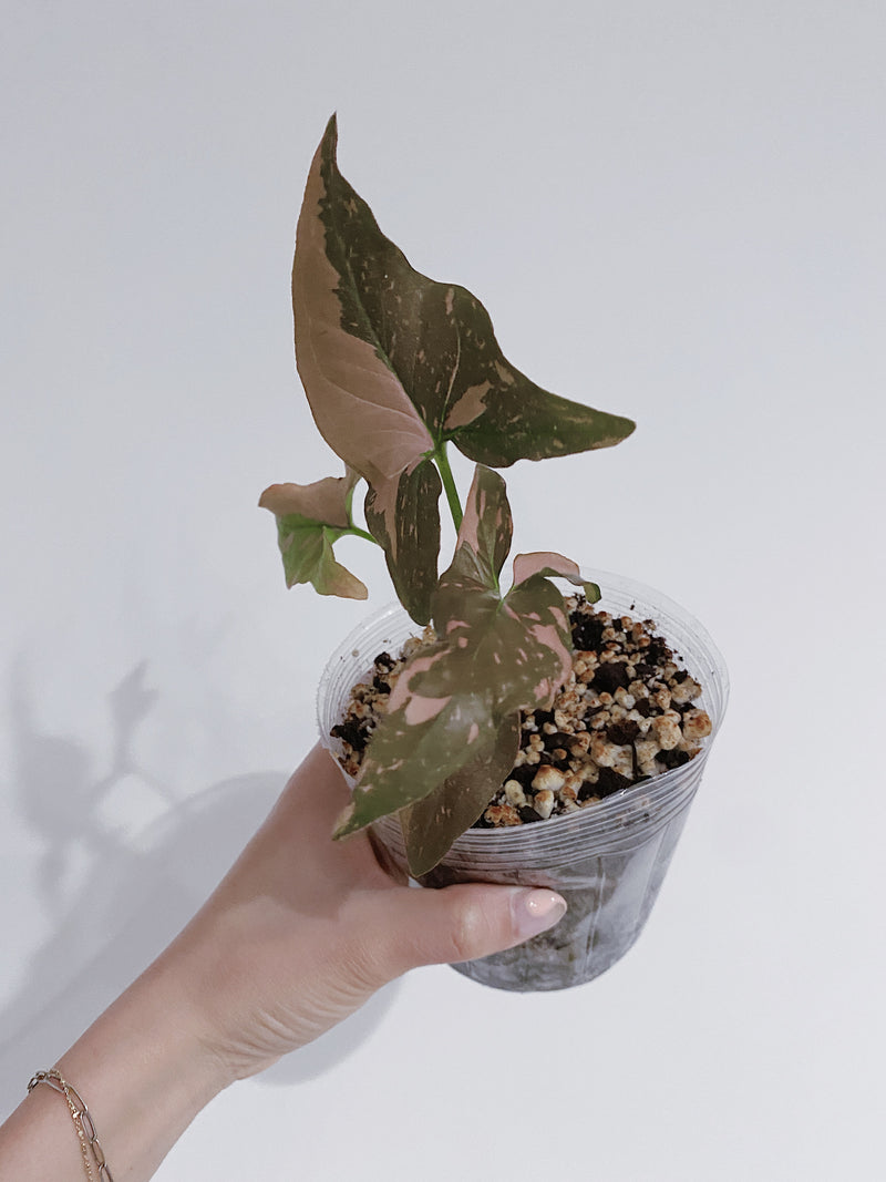 Syngonium Pink Splash