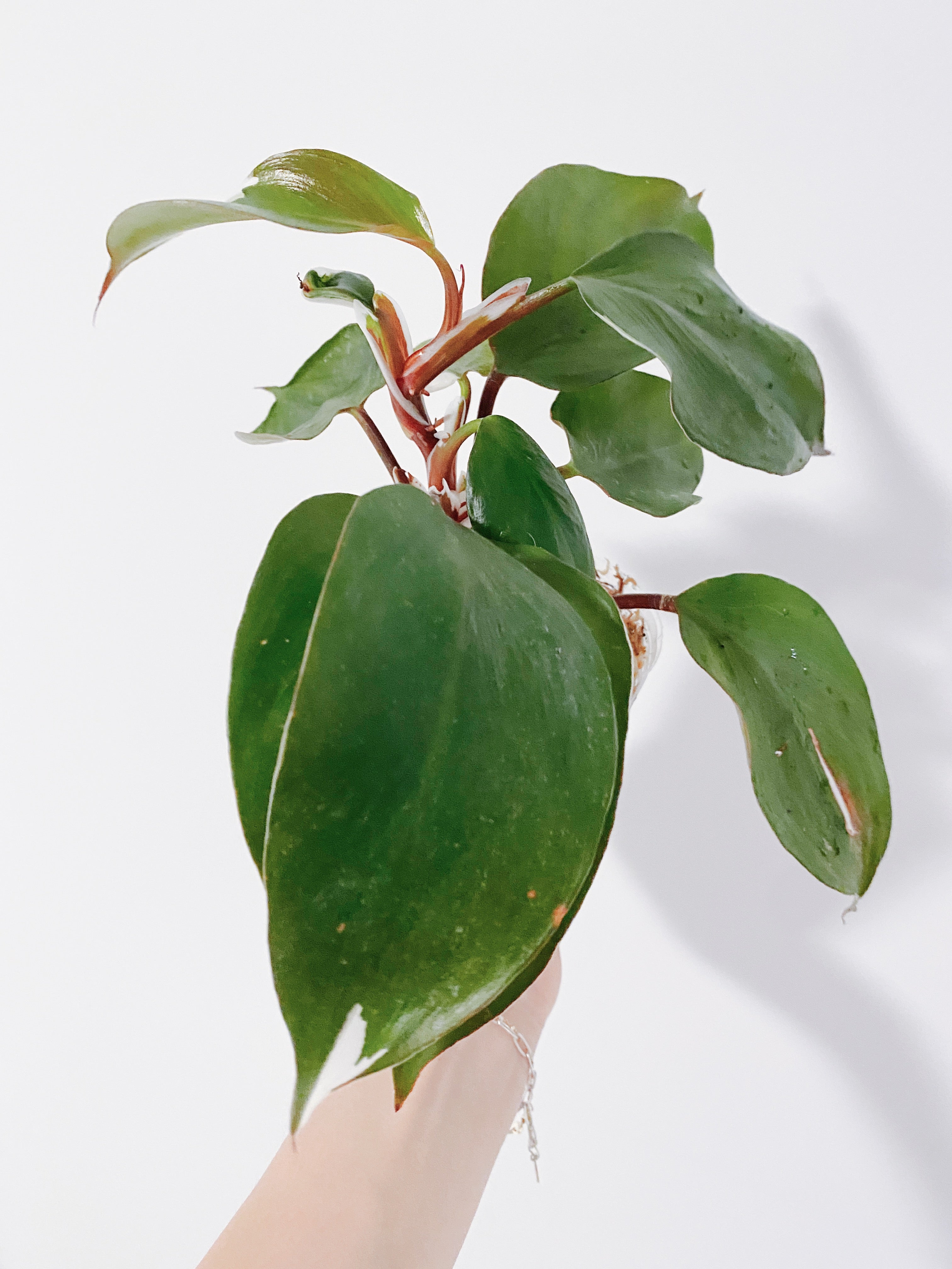 Philodendron White Knight