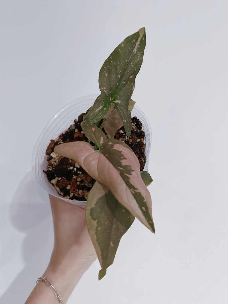 Syngonium Pink Splash