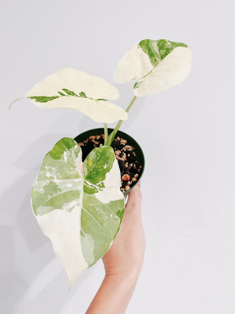 Alocasia Odora Variegata
