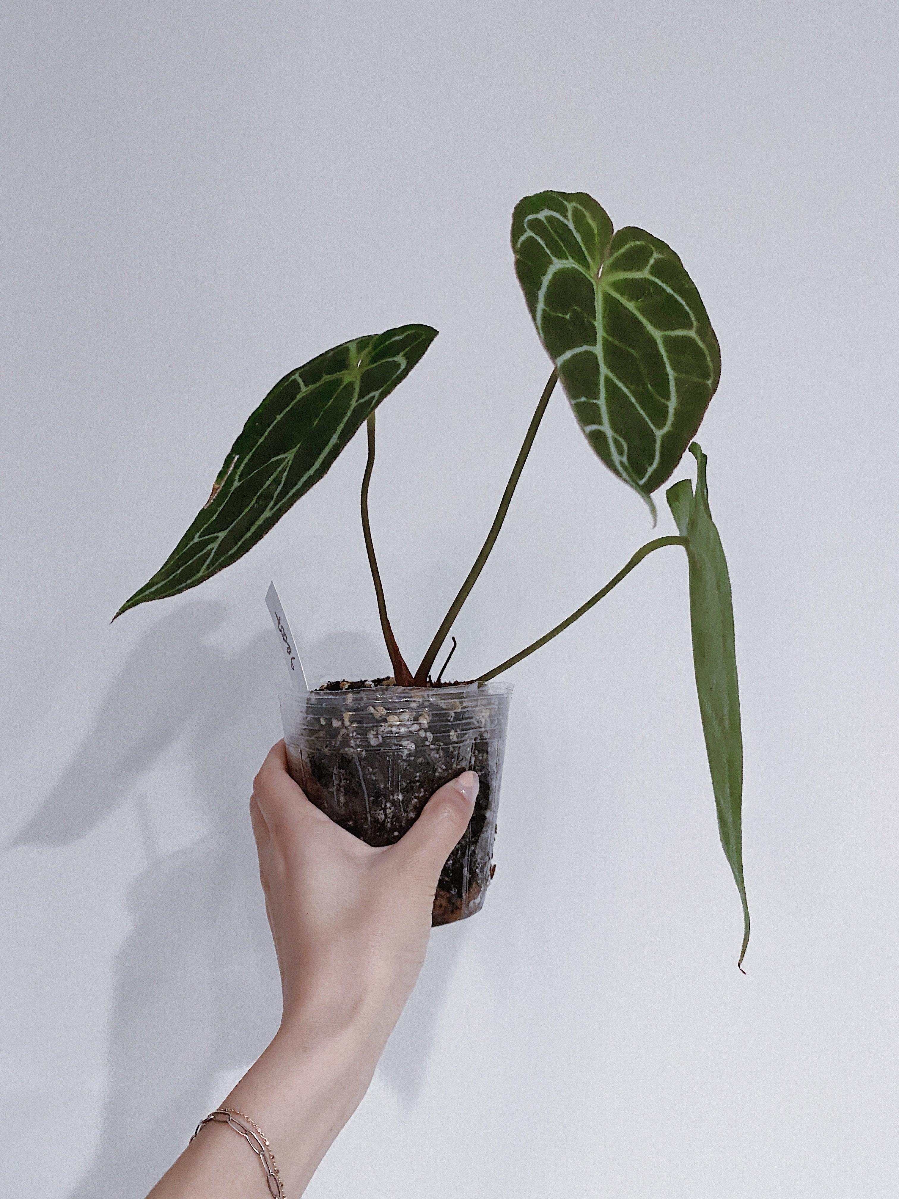 Anthurium Crystallinum