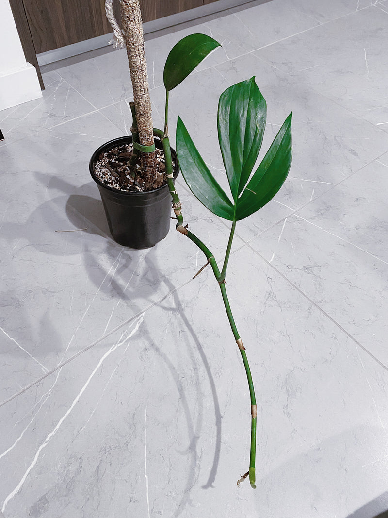 Rhaphidophora Decursiva