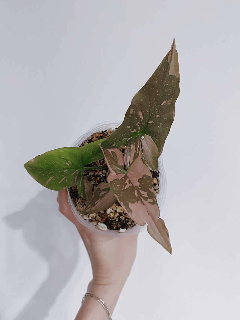 Syngonium Pink Splash