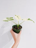 Alocasia Odora Variegata