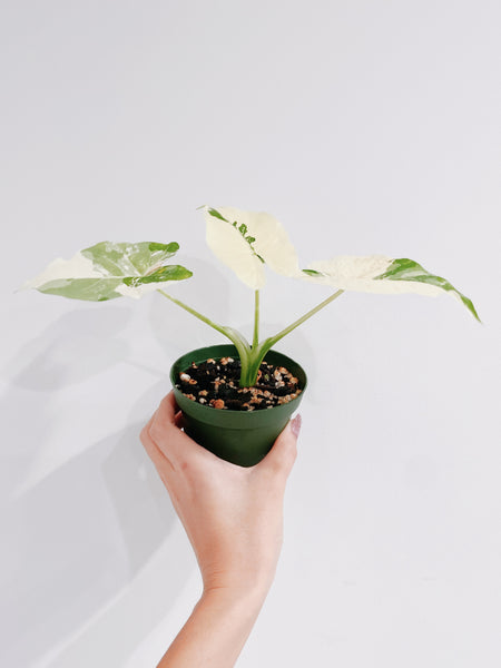 odora variegata Alocasia Odora Variegata – Rooted Hues