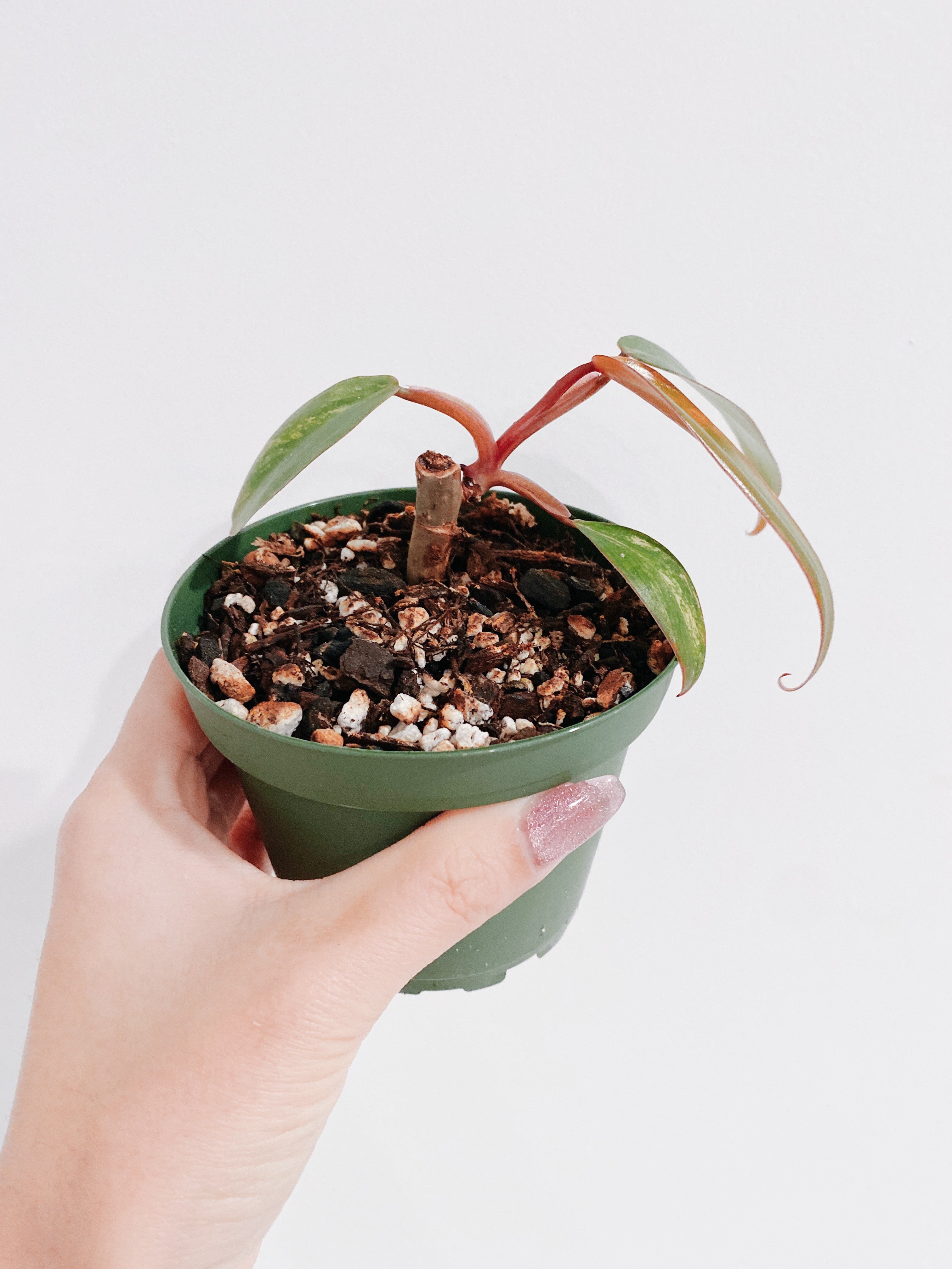 Philodendron Strawberry Shake