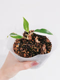 Philodendron White Princess