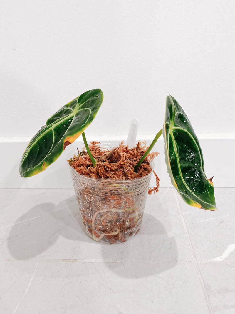 Anthurium Regale