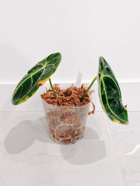 anthurium regale planta de casa Anthurium Regale (US Seller) – Rooted Hues