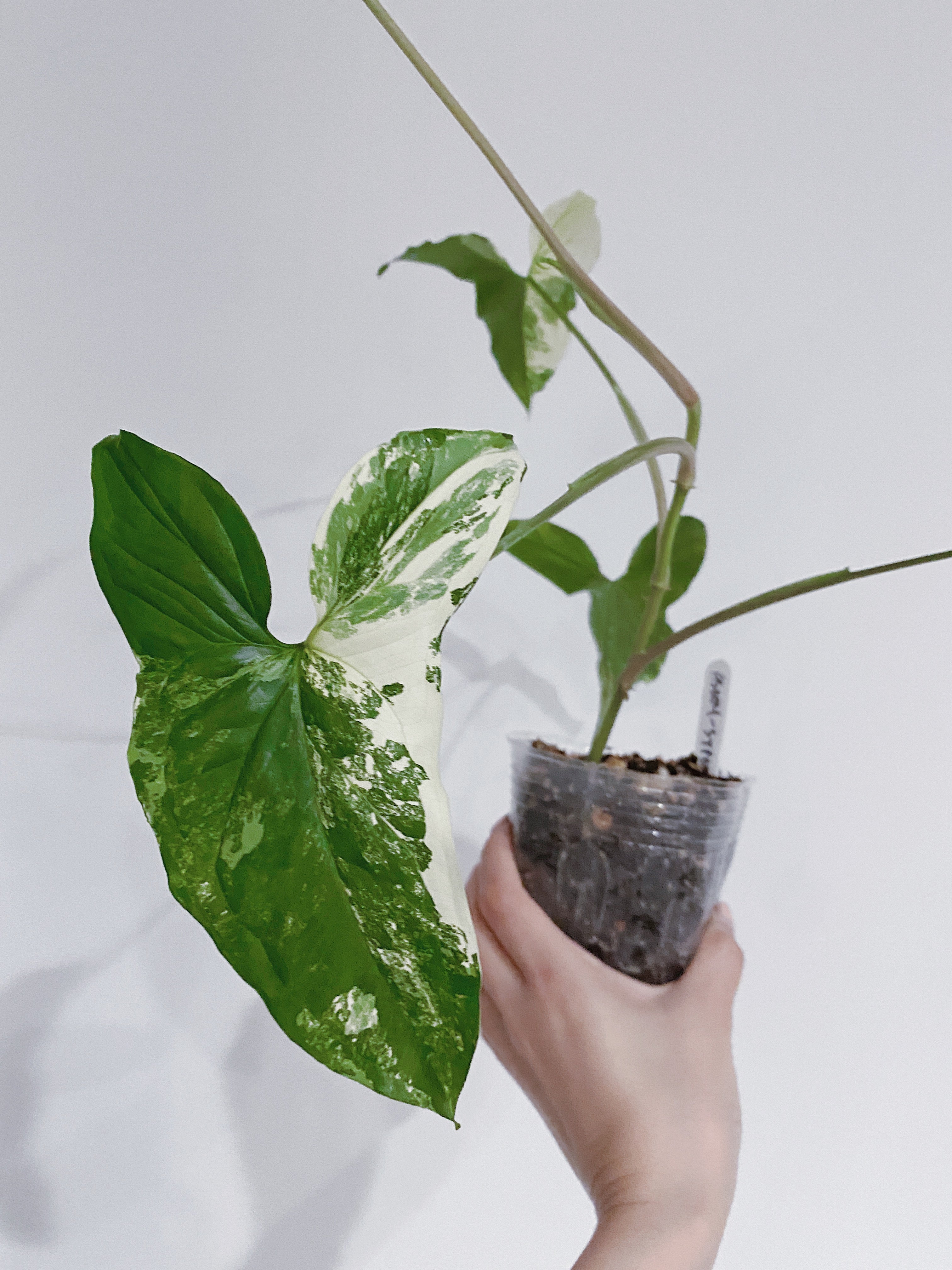 Syngonium Albo (Arrowhead Plant Variegated)