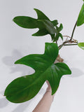 Philodendron Florida Ghost