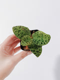 Lightning Jewel Orchid (Macodes petola)
