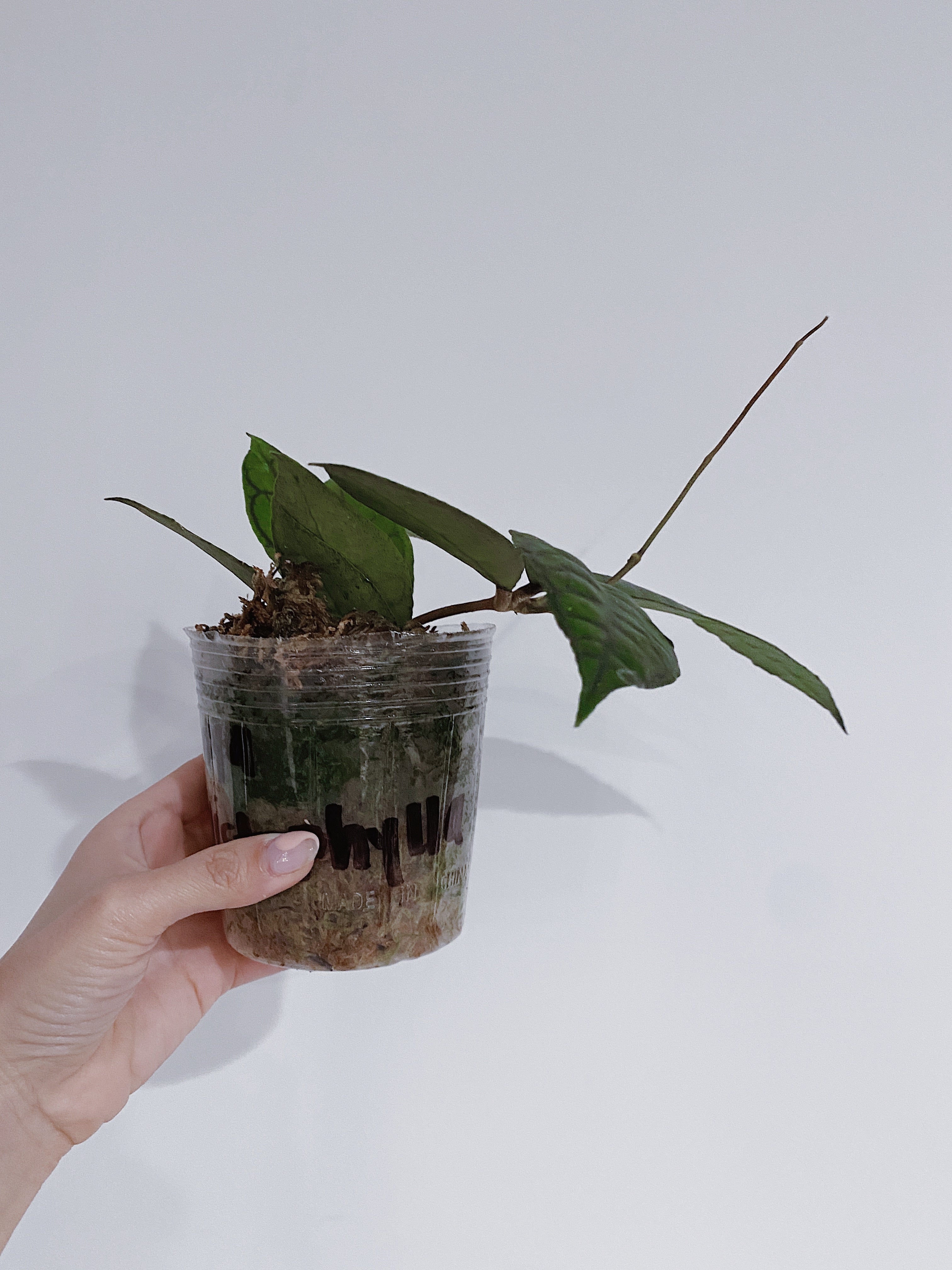 Hoya Callistophylla