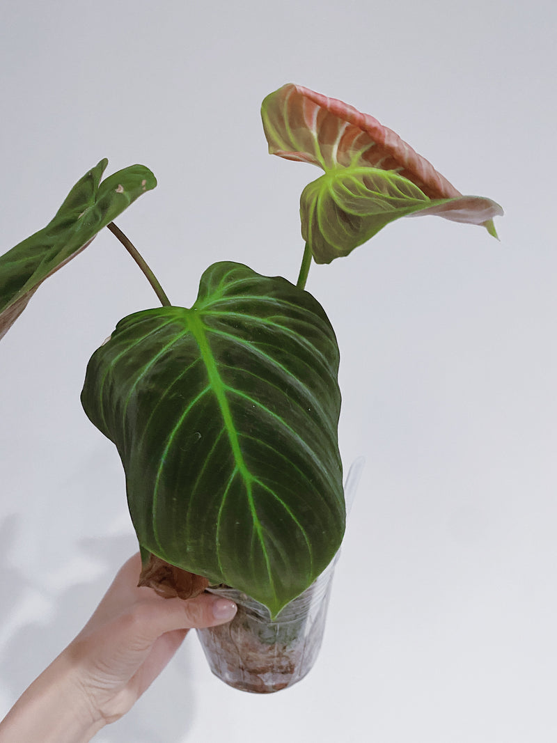 Philodendron El Choco Red