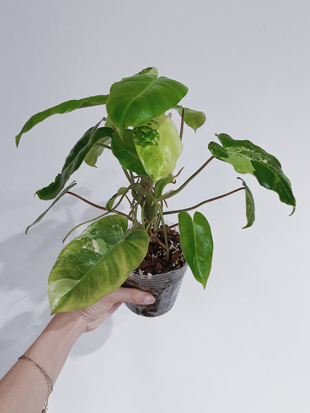 philodendron burle marx varigata nse Philodendron Burle Marx Variegated