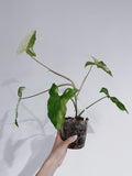 Syngonium Albo (Arrowhead Plant Variegated)