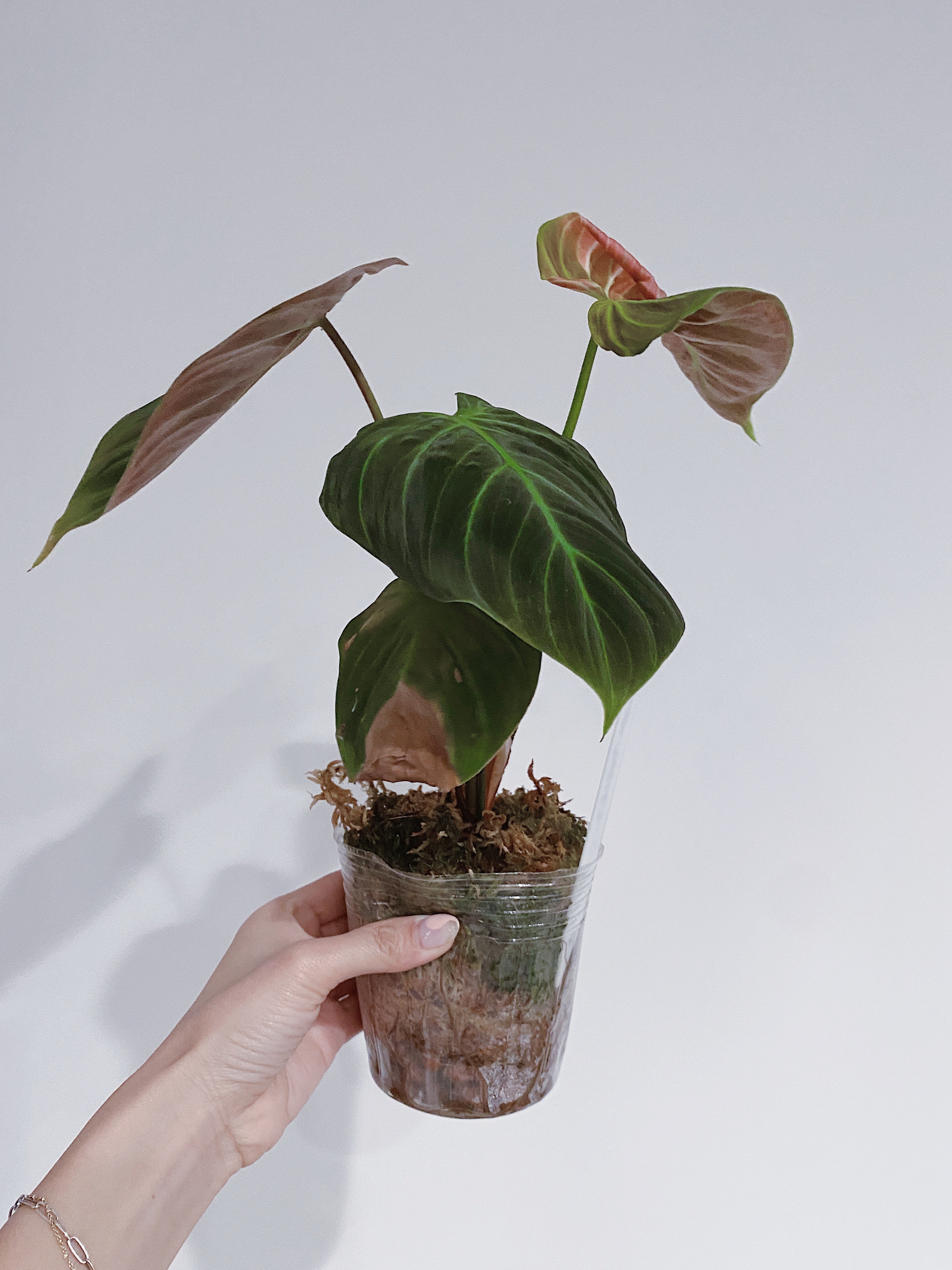 Philodendron El Choco Red