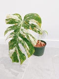 Monstera Deliciosa Albo Variegata
