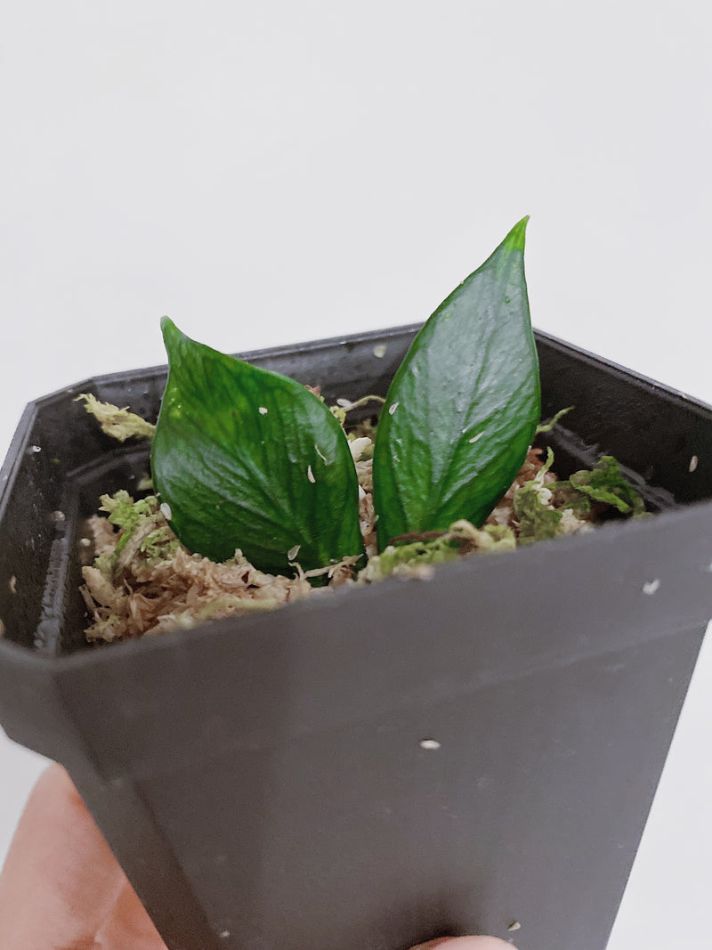 Hoya Polyneura