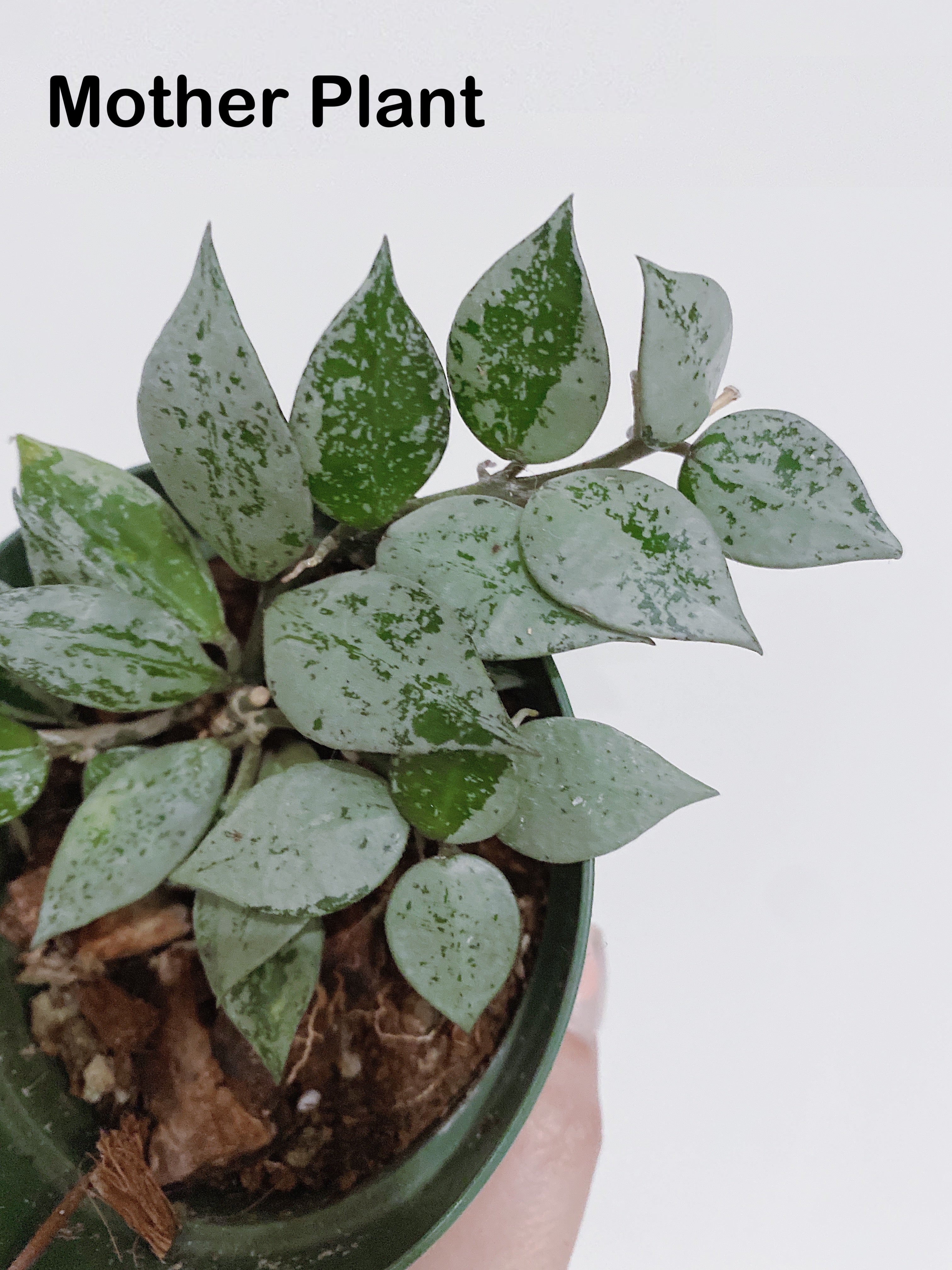 Hoya Super Eskimo (Hoya krohniana)