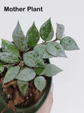 Hoya Super Eskimo (Hoya krohniana)