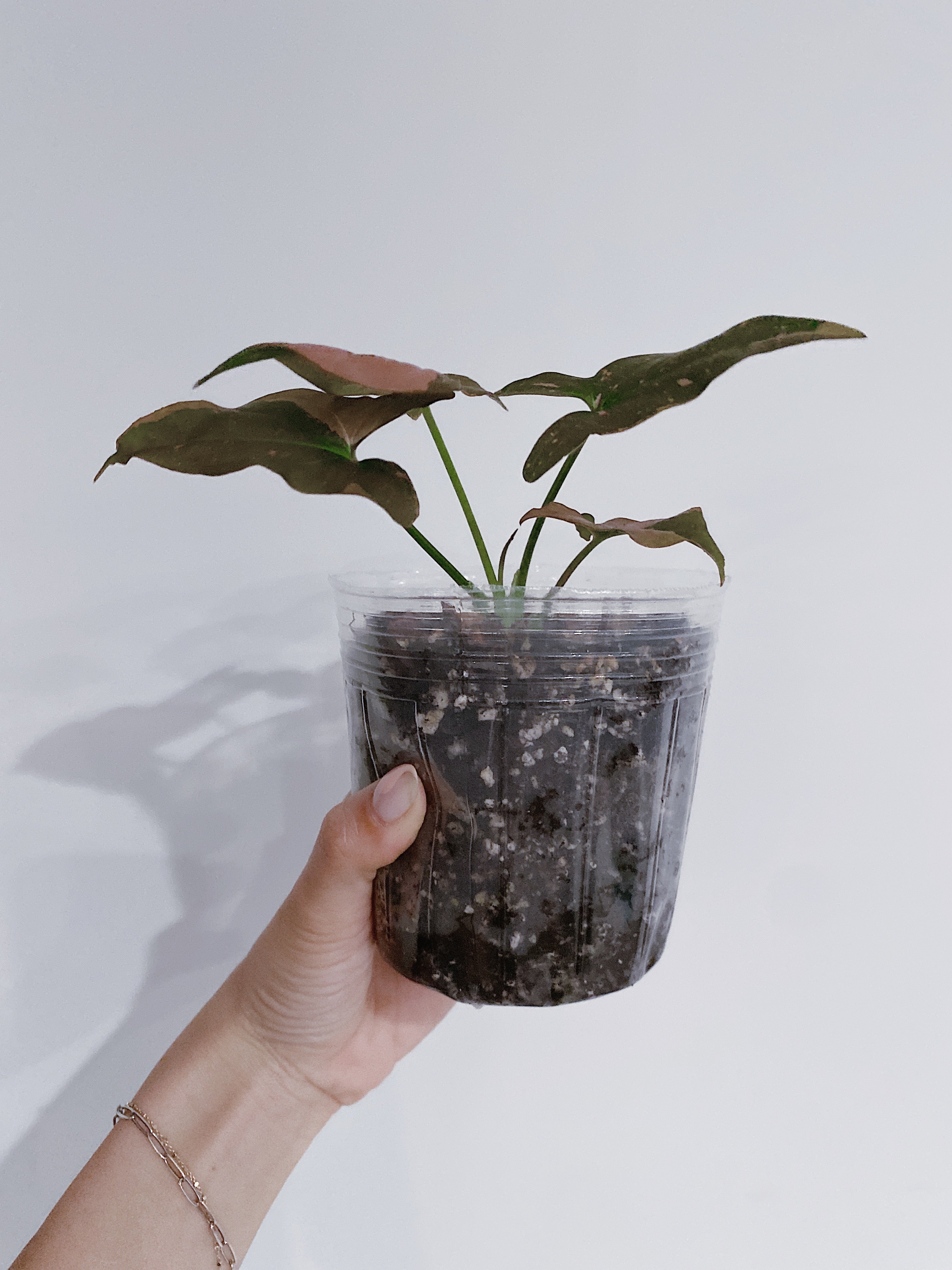 Syngonium Pink Splash