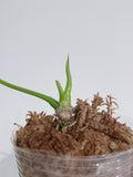 Queen Anthurium Warocqueanum