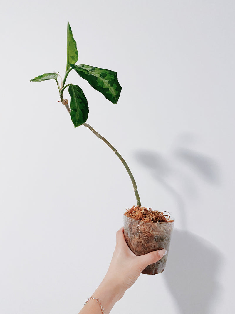 Aglaonema Pictum Tricolor