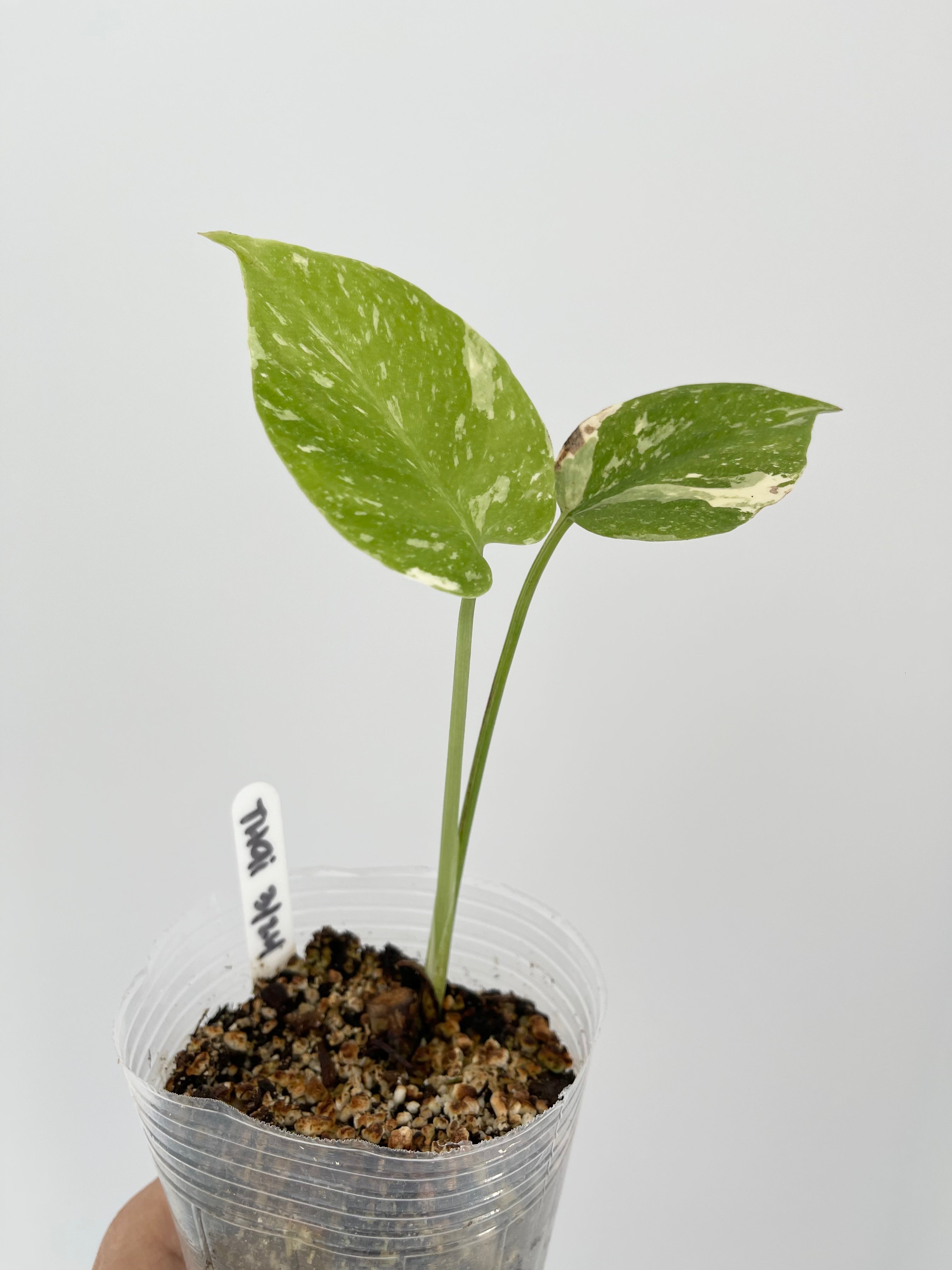 Monstera Thai Constellation