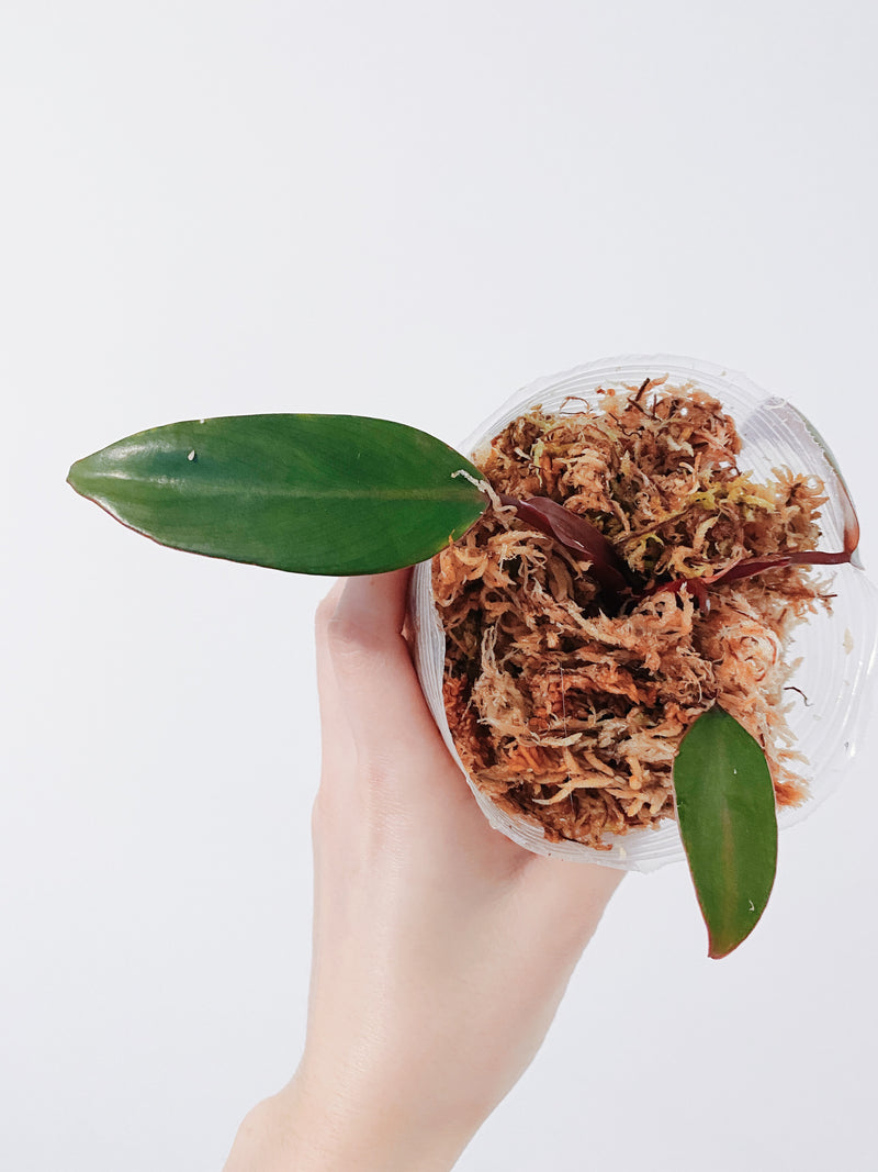 Reverted Philodendron Strawberry Shake