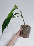 Philodendron 69686