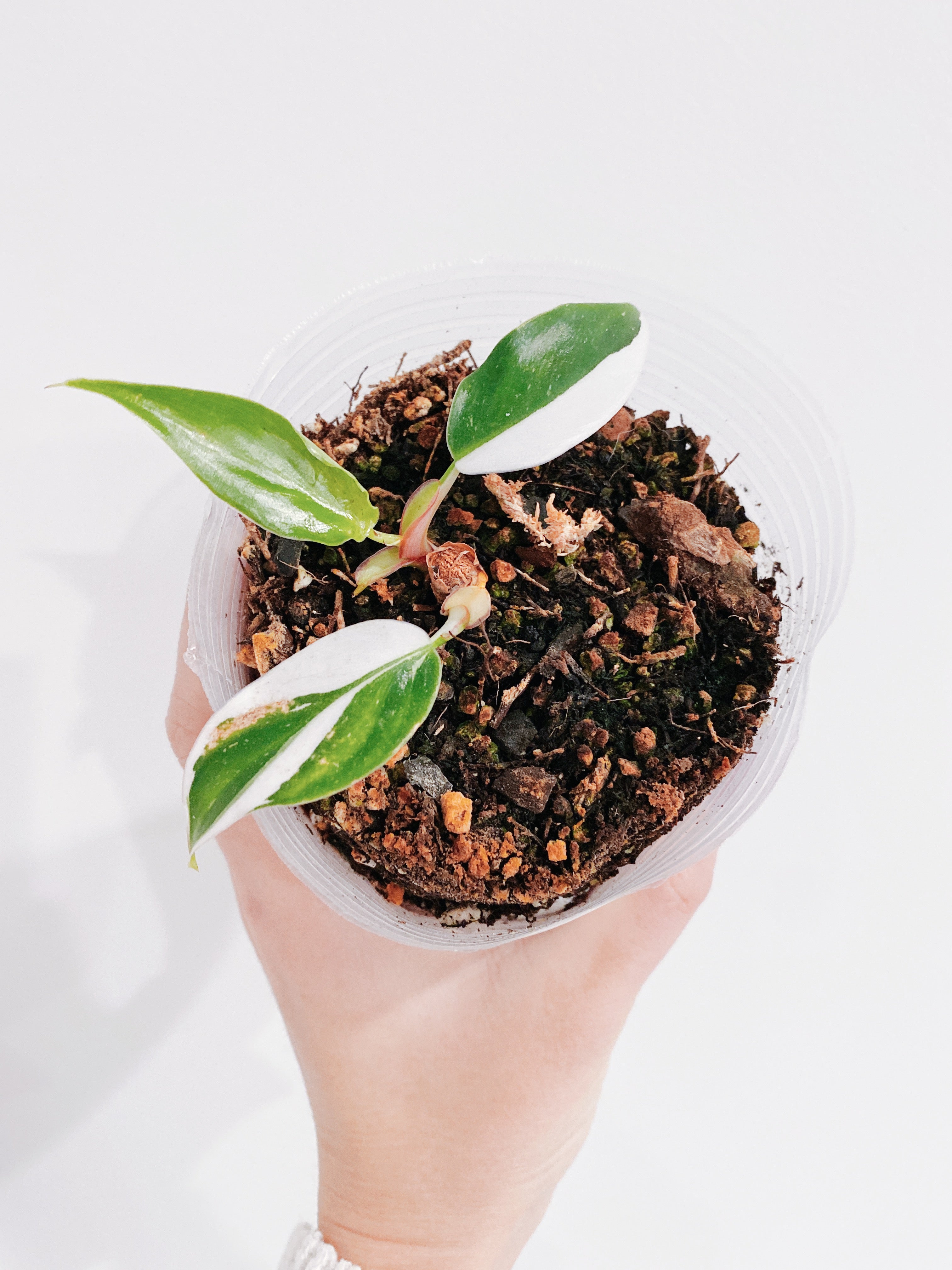 Philodendron White Princess