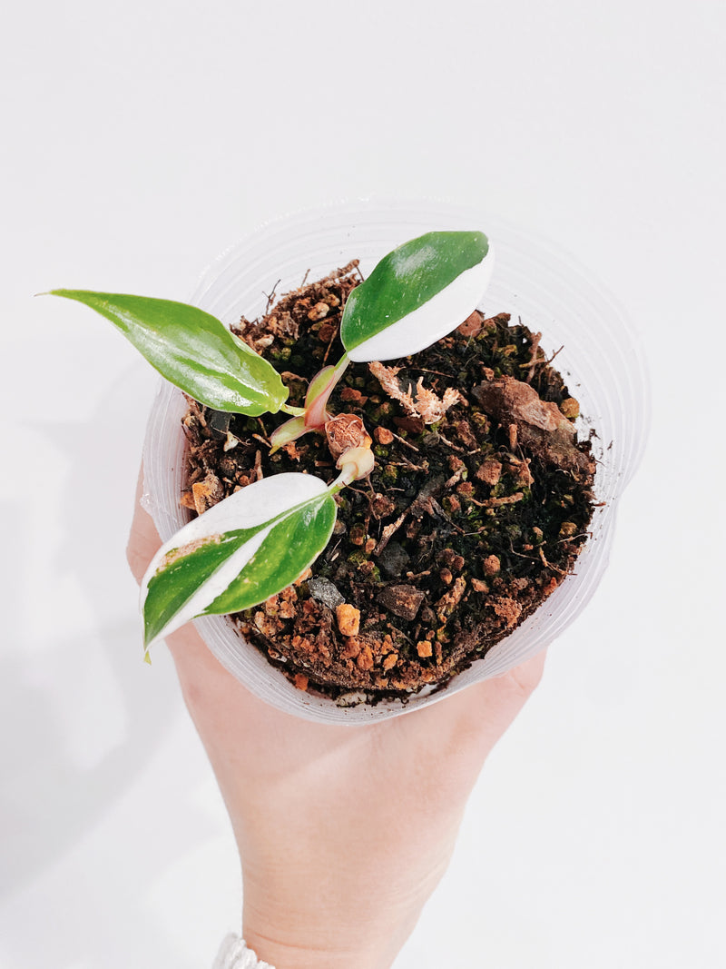 Philodendron White Princess