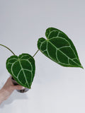 Anthurium Crystallinum