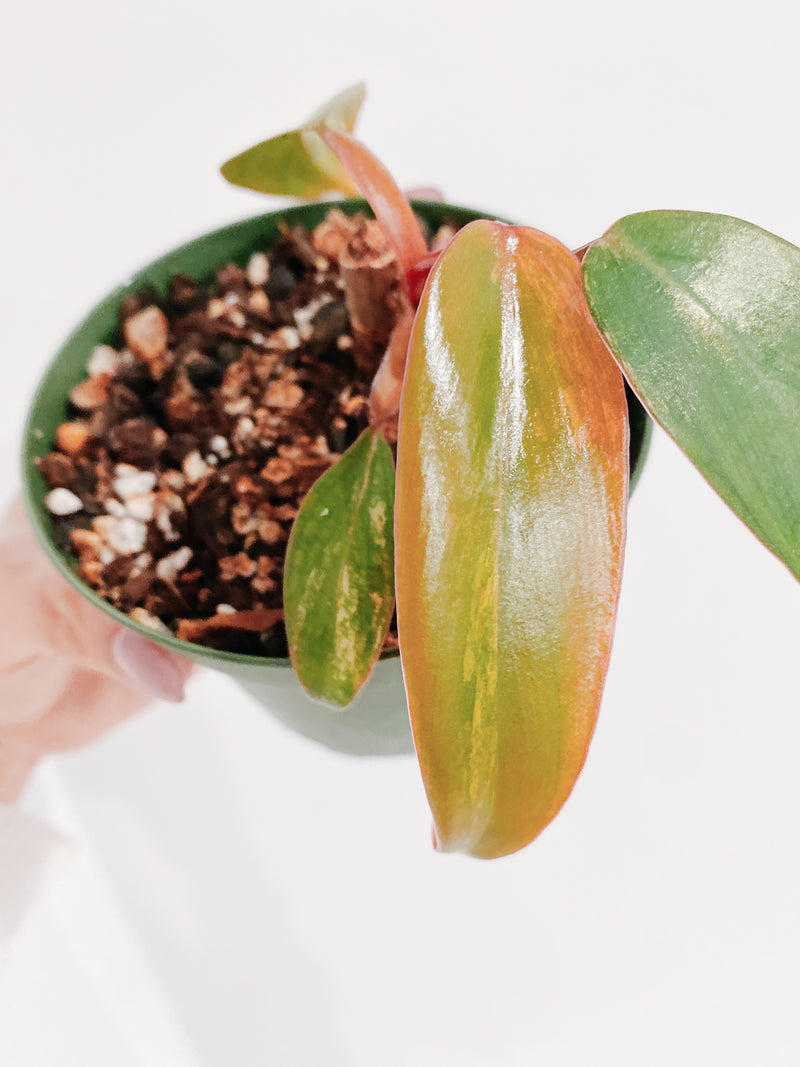 Philodendron Strawberry Shake