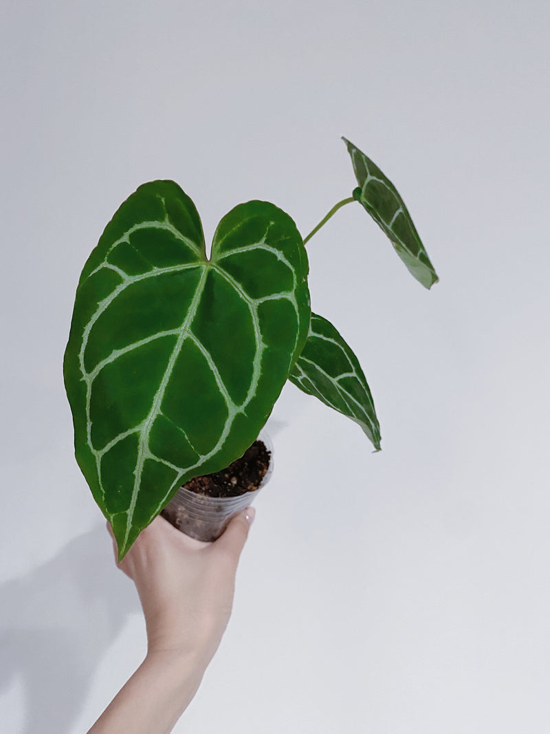 Anthurium Crystallinum