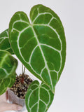 Anthurium Crystallinum