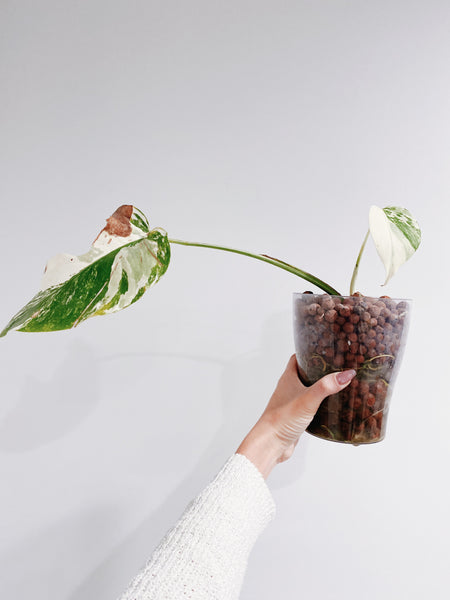 monstera borsigiana seeds Monstera Albo Borsigiana (US Seller) – Rooted Hues